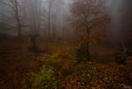 In a fairy tale ... / ***