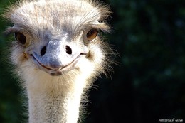 ... Say cheese! / ***