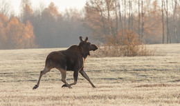 Morning running / ***