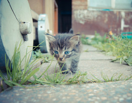 Musya-traveler ... / ***