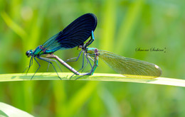 Love dragonflies))) / ***