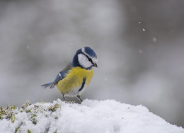 First in life, the first snow / ***