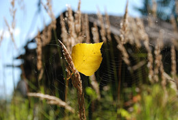 "Dill sluggish smells garden ..." / ***