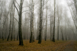 Foggy Morning .... (in the park) / ***