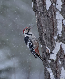 Snow, snow ... / ***