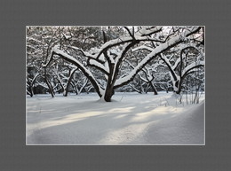 Apple orchard / ***