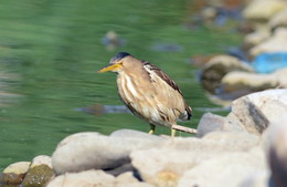 Bittern small. / ***