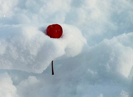 Cherries in the Snow / ------------