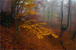 Autumn fairy tale ..... / ***