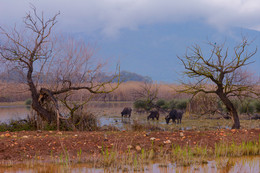 Autumn in the reserve / ***