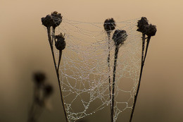 In the morning / ***