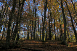 Crimean mountain Autumn / ***