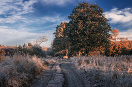 Frosty trail. / ***
