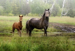 Meeting on forest road ... / ***