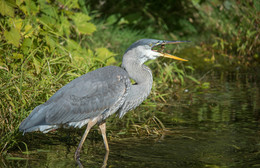 Great Blue Heron / ***