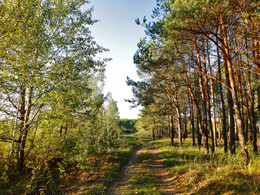 On the forest path / ***