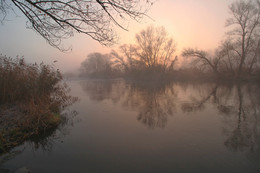 Pink dawn Gipanisa. / ***