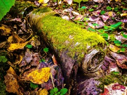 Forest manuscript / ***