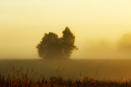 In the morning mist / ***