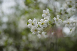 Spring / ***