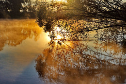 Above the water, bowed / ***