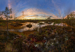 Autumn carpet. / ***