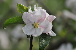 Spring / ***