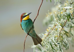 Golden bee-eater / ***