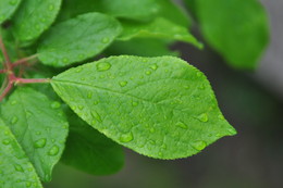 After the rain / ***