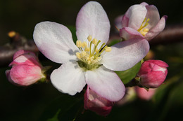 Apple blossom / ***