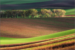 Moravian field / ***
