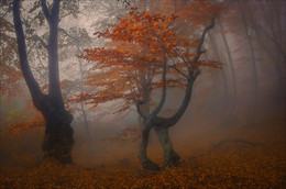 Autumn beech Waltz .... / ***