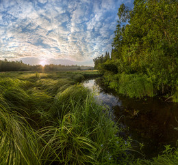 The creek at dawn. / ***