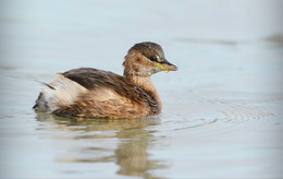 Little Grebe. / ***