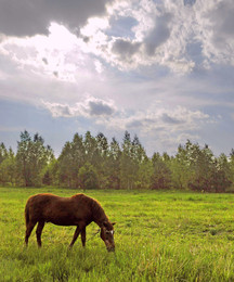 to pasture / ***