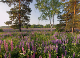 Lupine morning / ***