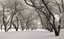 And freezes apple orchard ... / ***