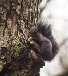 Dark Squirrel &quot;brunette&quot; / ***