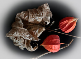 "Dry" Still Life / ***