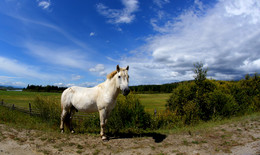 Buryat horse / ***