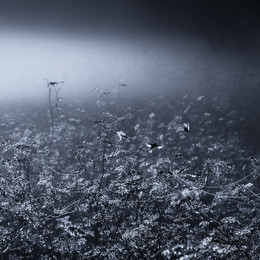 Good morning, my love, / [img]http://s58.radikal.ru/i160/1512/1d/3ef07046bfa4.jpg[/img]
