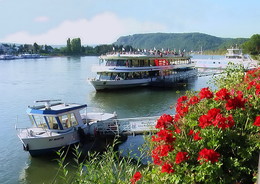 Flowers on the Rhine. / ***