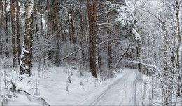 The silence of the winter forest / ***