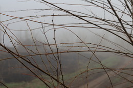 Foggy morning / ***