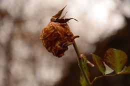 Dead flower. / 07.12.2015.