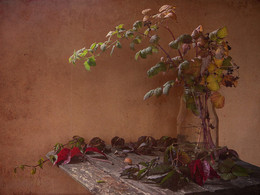 Still Life with a branch of raspberries / ***