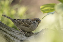 * "From passerine ** / ***