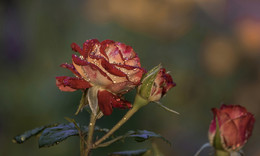 "When the rain" / ***