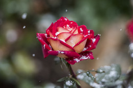 "When it's snowing" / ***