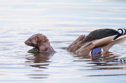 Muskrat attacking the Mallard / ***